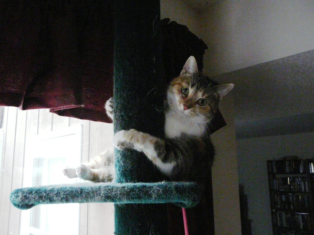Miss Cal in her tree.