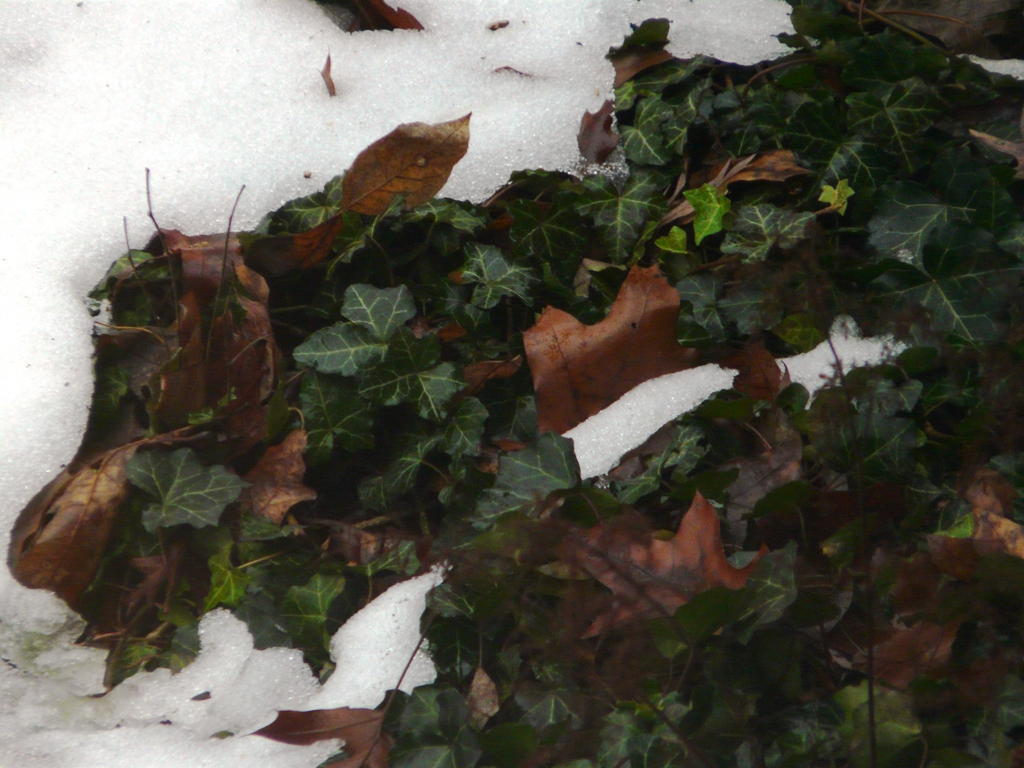 Snow and Ivy