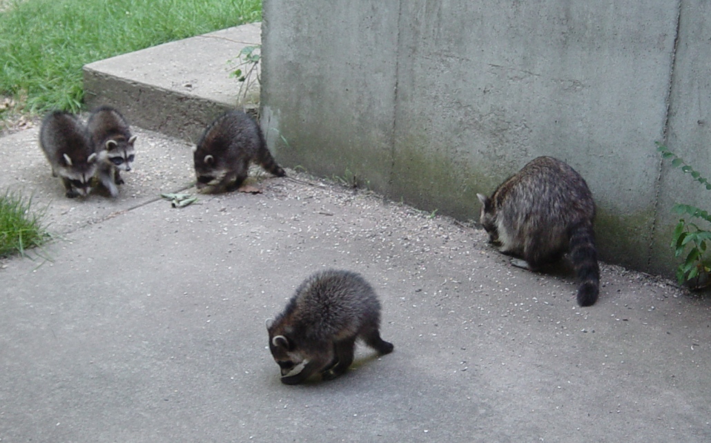 Racoon family