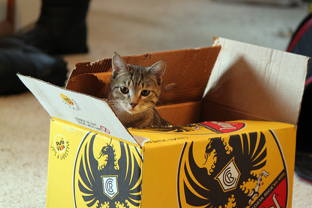 Box cat