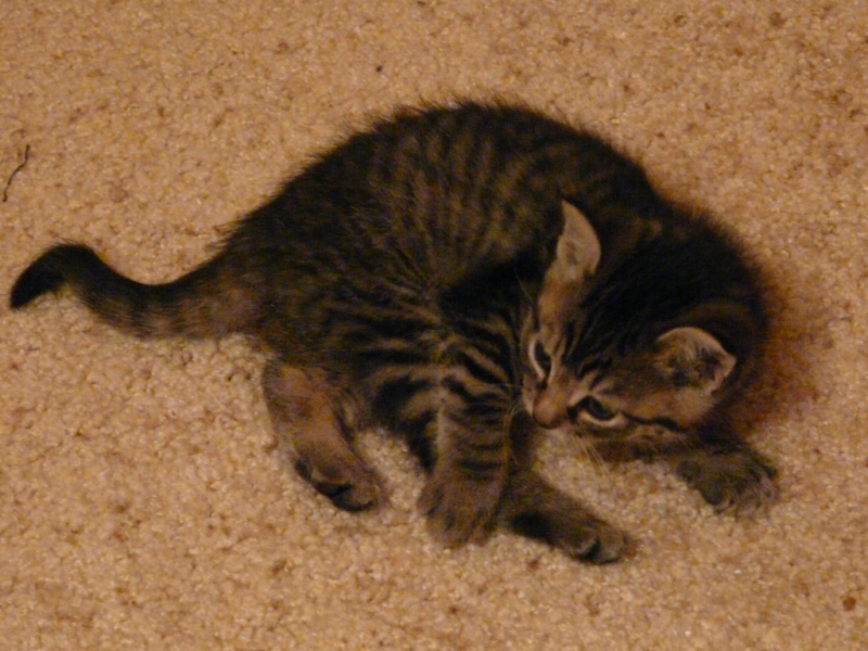 Mocha Orange Hair Dye. Her name is Mocha. She's Chester's sister and is from the same litter. Mocha is a gray tabby while Chester is an orange tabby. (This picture just looks like