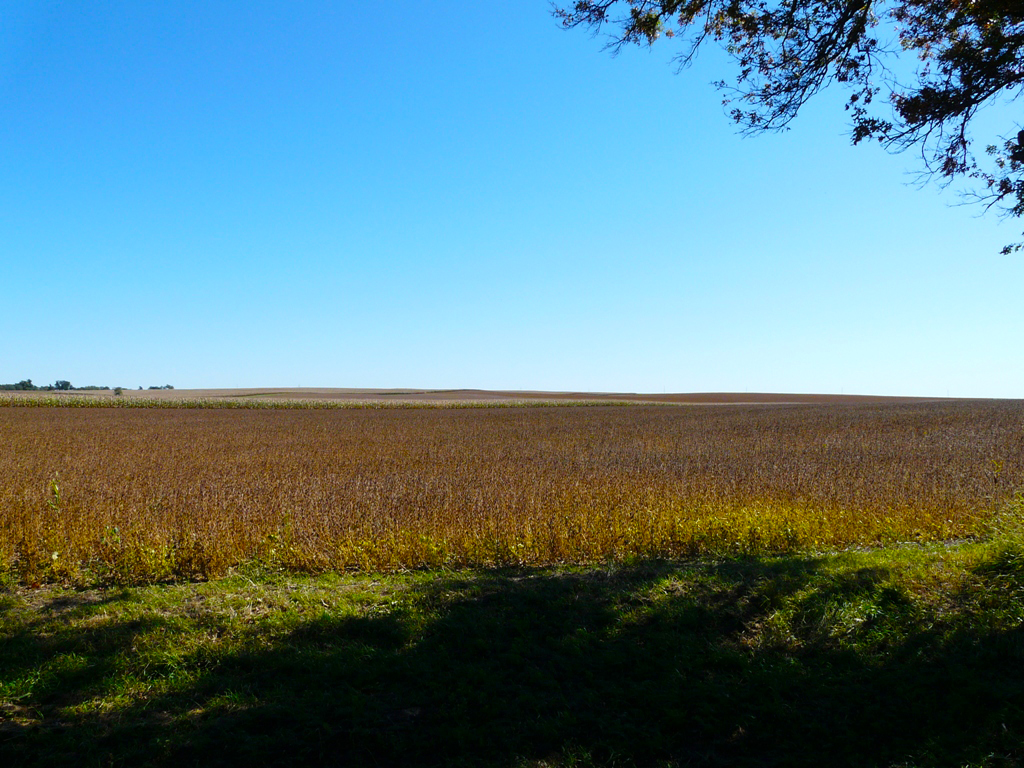 Corn and soybeans to the horizon.