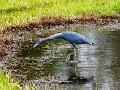 blueheron